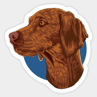 Drawing of a Magyar Vizsla Sticker